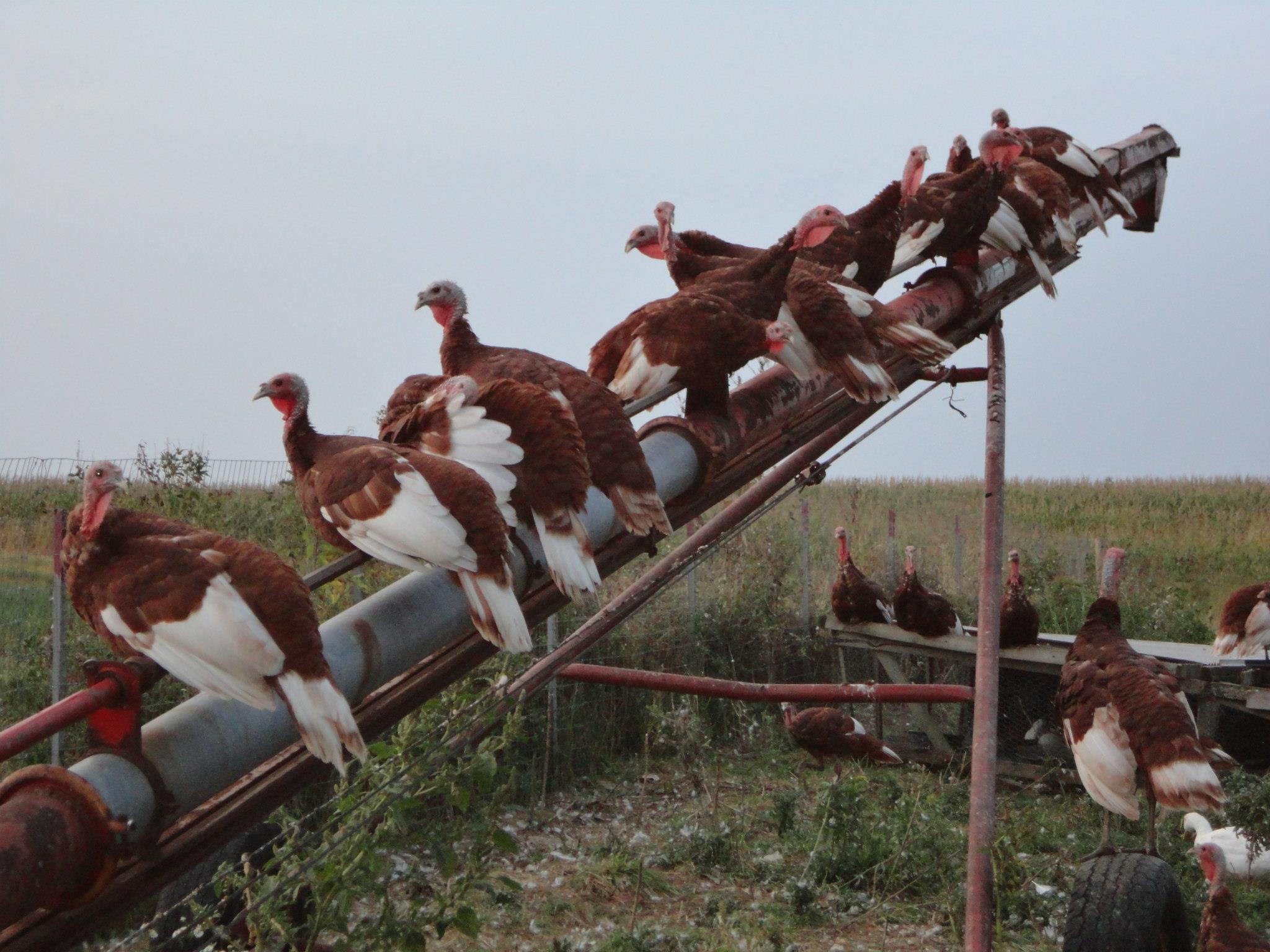 Bourbon Red heritage turkeys roosting