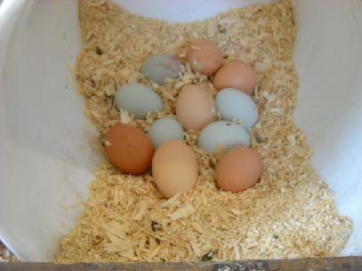 Eggs